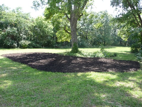 Mulching Pecans with Compost Watkinsville 014 Medium Web view.jpg